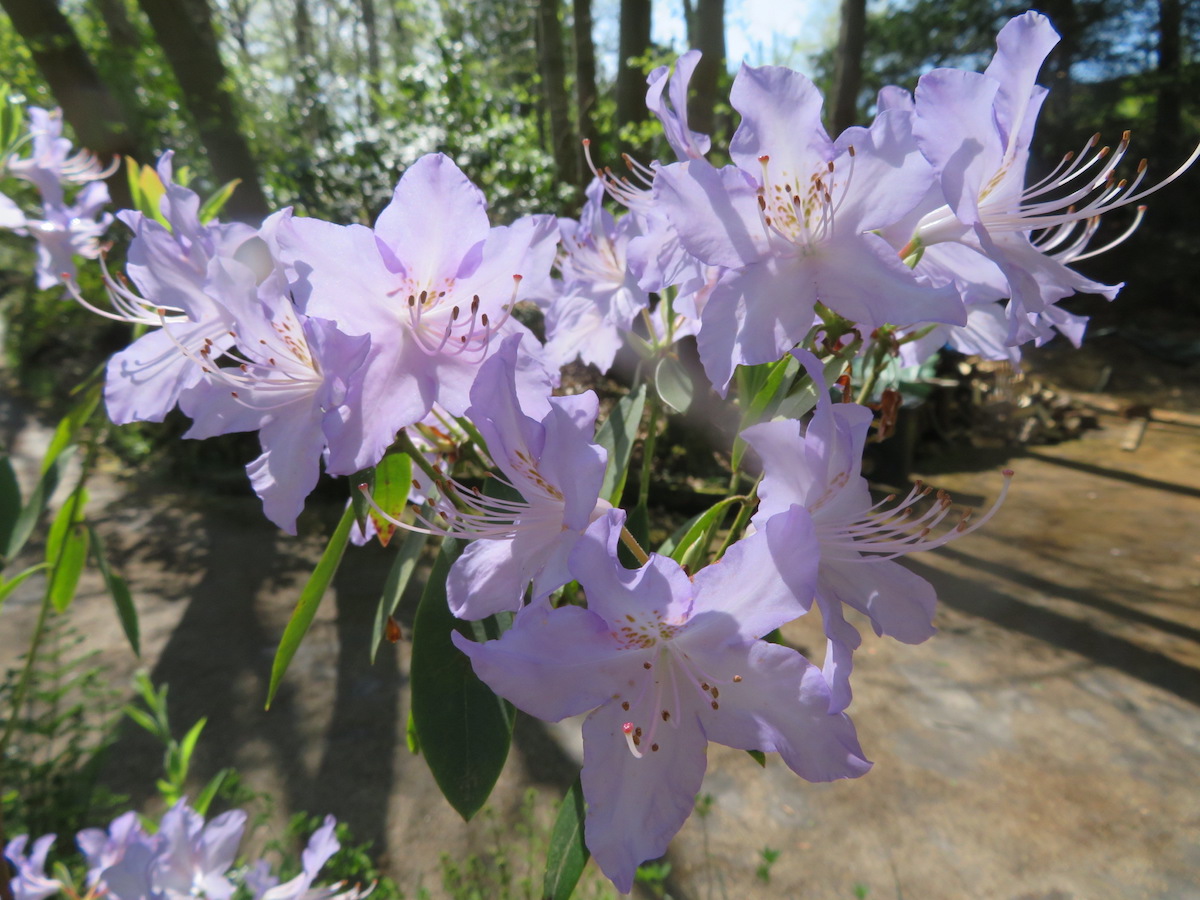 R. augustinii (Pale Trewithen)